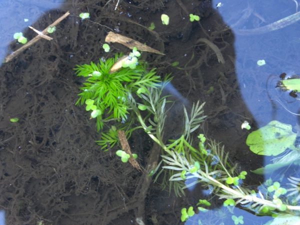 water violet / Hottonia palustris: The leaves of _Hottonia palustris_ are pinnate, and appear more or less in whorls, leading to potential confusion with _Myriophyllum spicatum_ and its congeners.