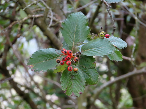 whitebeams / Sorbus intermedia agg.: The various microspecies in the _Sorbus intermedia_ aggregate (such as this _Sorbus anglica_) have red fruits and leaves that are divided 10%–50% of the way to the midrib.