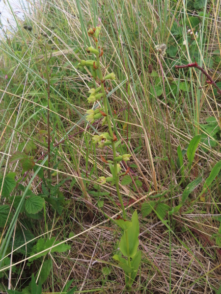 dune helleborine / Epipactis dunensis: _Epipactis dunensis_ grows on sand dunes, river gravels and mining spoil in Anglesey, Lancashire, along the River Tyne and at a few other sites in North Wales, England and southern Scotland.