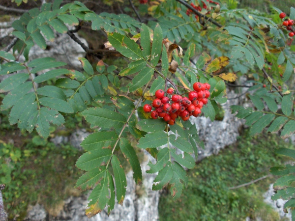 rowan / Sorbus aucuparia: Fruit