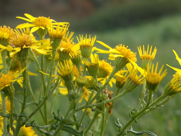 common ragwort / Jacobaea vulgaris: The inflorescences of _Jacobaea vulgaris_ are more numerous than those of _Jacobaea aquatica_, and have shorter outer phyllaries than _Jacobaea erucifolia_.