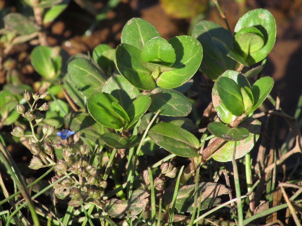 brooklime / Veronica beccabunga: Even the upper leaves of _Veronica beccabunga_ are petiolate, in contrast to _Veronica angallis-aquatica_ and _Veronica catenata_.