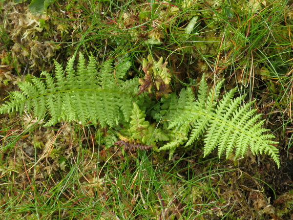 Alpine lady-fern / Athyrium distentifolium: _Athyrium distentifolium_ is found on the highest mountains in Scotland; it is like a small _Athyrium filix-femina_, but without the indusium over the sori.