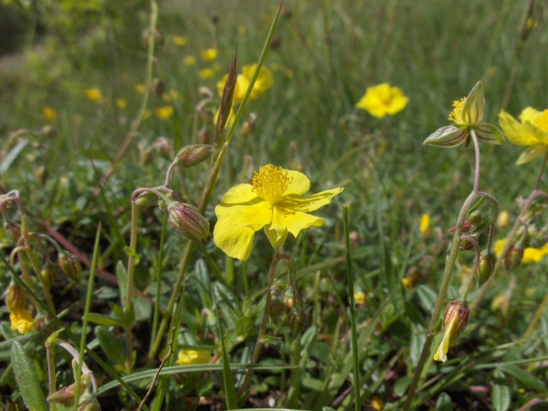 common rock-rose / Helianthemum nummularium