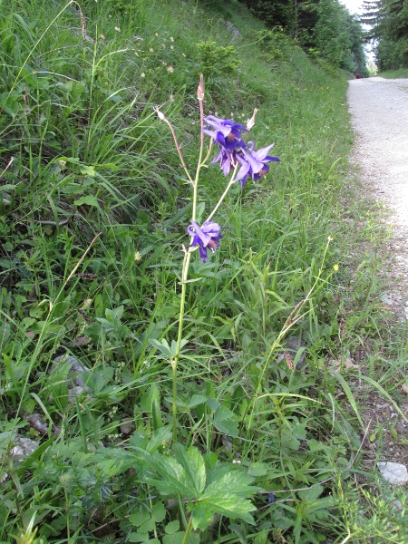 columbine / Aquilegia vulgaris: _Aquilegia vulgaris_ is native in grasslands and woodland margins on calcareous soils, but is also a frequent garden escape.