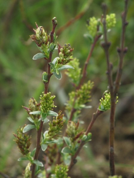 creeping willow / Salix repens: An upright form, _Salix repens_ var. _argentea_, occurs in dune-slacks.