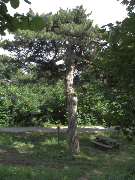 Austrian pine / Pinus nigra subsp. nigra: _Pinus nigra_ subsp. _nigra_ is native to the mountains of the Balkan Peninsula, extending as far as the eastern Alps; it has a broader crown than _Pinus nigra_ subsp. _laricio_.