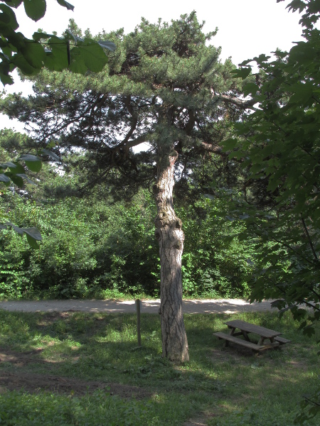 Austrian pine / Pinus nigra subsp. nigra