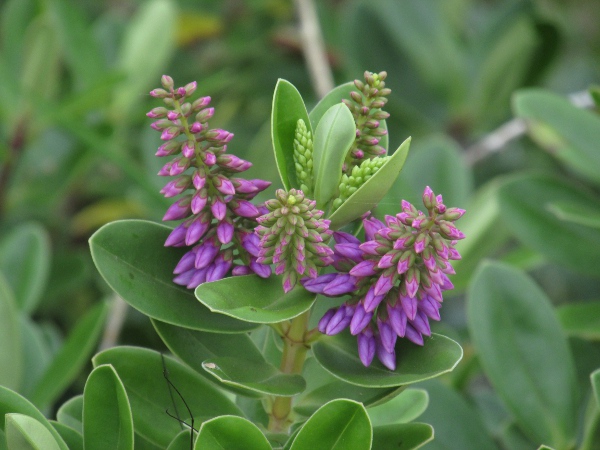 hedge veronica / Veronica × franciscana: _Veronica_ × _franciscana_ is a gardeners’ hybrid between two hebes from New Zealand: _Veronica elliptica_ and _Veronica speciosa_.