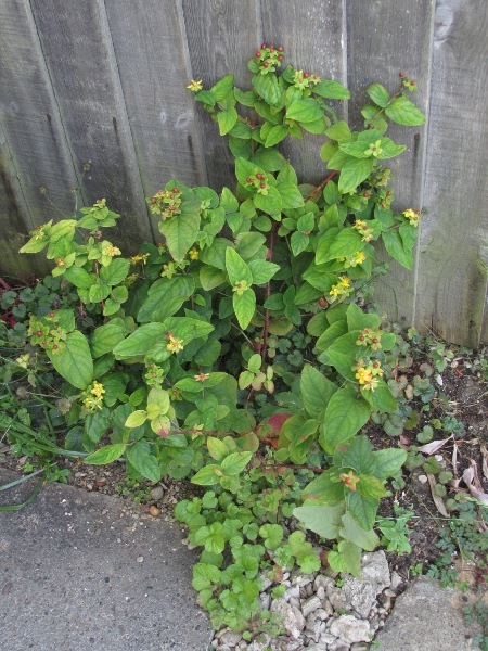 tutsan / Hypericum androsaemum