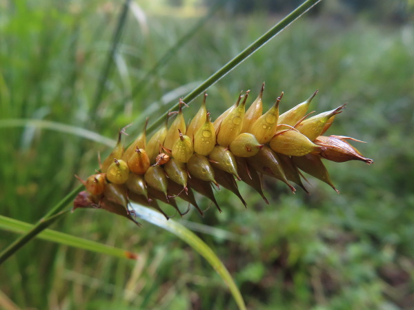 bladder sedge / Carex vesicaria