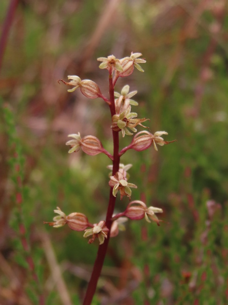 lesser twayblade / Neottia cordata