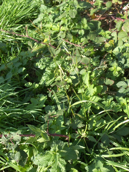 soft brome / Bromus hordeaceus: Inland, _Bromus hordeaceus_ is much taller.