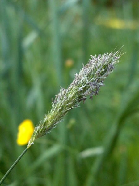 marsh foxtail / Alopecurus geniculatus: Inflorescence