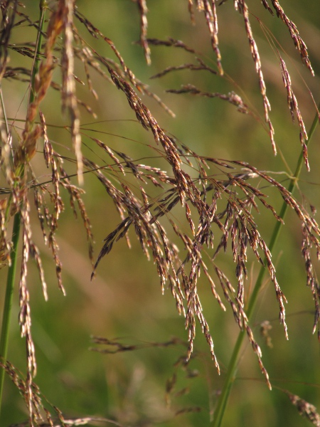 tufted hair-grass / Deschampsia cespitosa