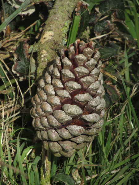 Monterey pine / Pinus radiata: The cones of _Pinus radiata_ are asymmetrical at the base, unlike those of _Pinus ponderosa_, and lack the spine found on each cone scale in _P. ponderosa_.