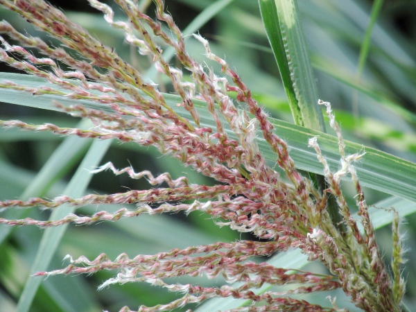 Chinese silver-grass / Miscanthus sinensis: Inflorescence