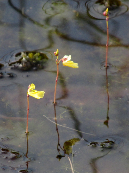 lesser bladderwort / Utricularia minor: _Utricularia minor_ has small flowers with a lower lip that is longer than wide and is curved downwards along its edges.