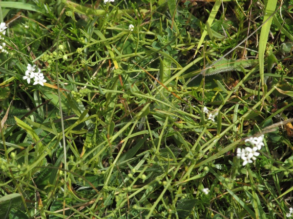 bastard toadflax / Thesium humifusum: The leaves of _Thesium humifusum_ are similar in form and colour to those of its only British relative, _Viscum album_. (The flowers in this picture are of _Asperula cynanchica_, not _Thesium_.)