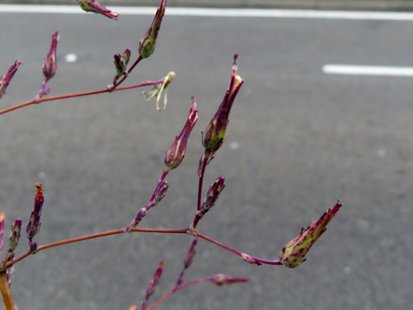 great lettuce / Lactuca virosa: The inflorescences are yellow, but only open briefly before fruiting.