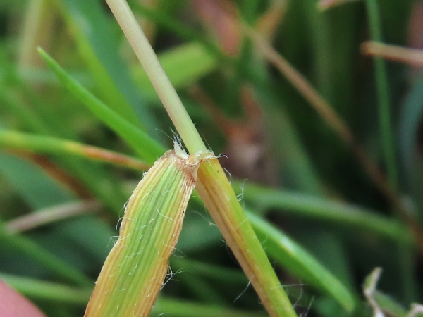 French oat-grass / Gaudinia fragilis: The leaves and sheaths of _Gaudinia fragilis_ have a sparse covering of shaggy hairs; the ligule is short and membranous.