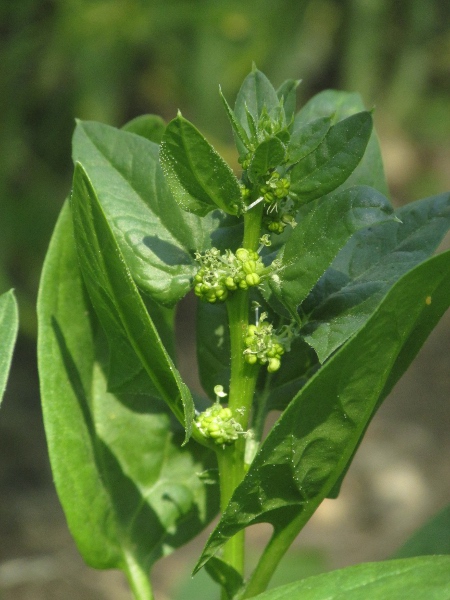 spinach / Spinacia oleracea: Male and female flowers are borne separately on the same plant; the male flowers have 4–5 tepals, whereas the female flowers have none.