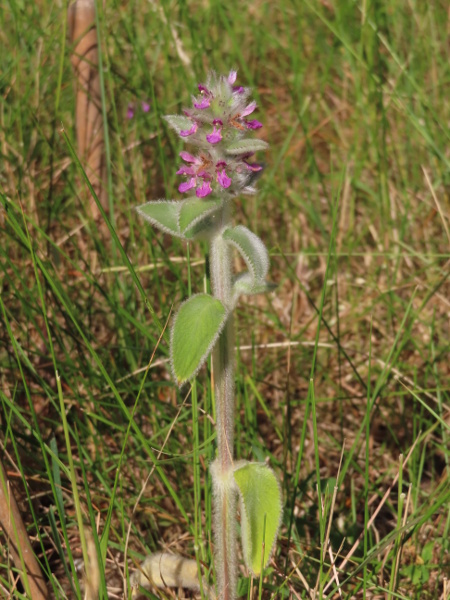 downy woundwort / Stachys germanica: _Stachys germanica_ is a densely hairy woundwort that grows at a few sites in the Wychwood Forest of Oxfordshire.