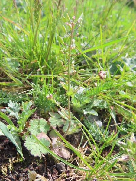 wall whitlow-grass / Drabella muralis: _Drabella muralis_ is a winter annual of limestone rocks and walls; although it can be found at widely scattered sites, it may only be native to the Pennines and parts of south-western England.