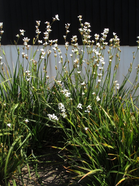 Chilean iris / Libertia formosa