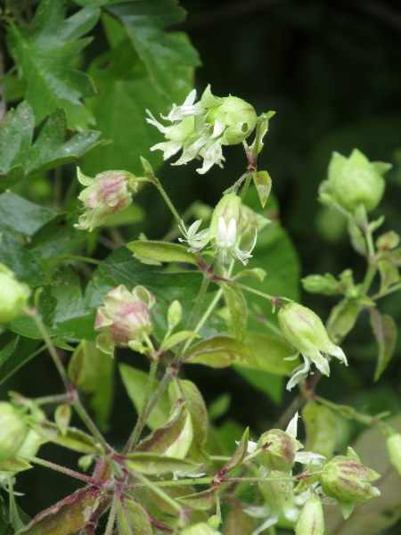 berry catchfly / Silene baccifera