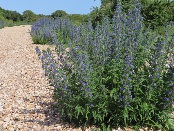 viper’s bugloss / Echium vulgare: _Echium vulgare_ grows in disturbed sites on well-draining – typically base-rich – soils.
