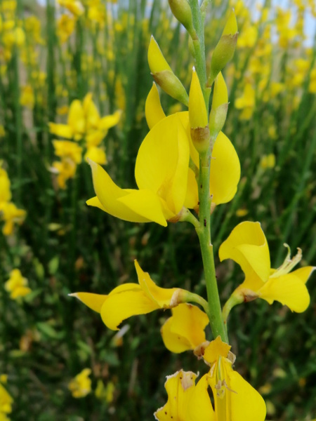 Spanish broom / Spartium junceum: In _Spartium junceum_ (unlike _Genista_), the calyx is split along its upper edge, with the short teeth pointing downwards.