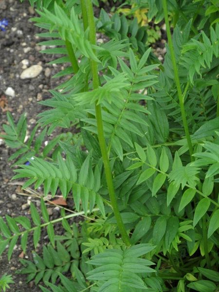 Jacob’s ladder / Polemonium caeruleum: Leaves