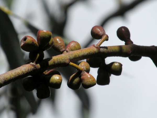 snow gum / Eucalyptus niphophila: Fruit