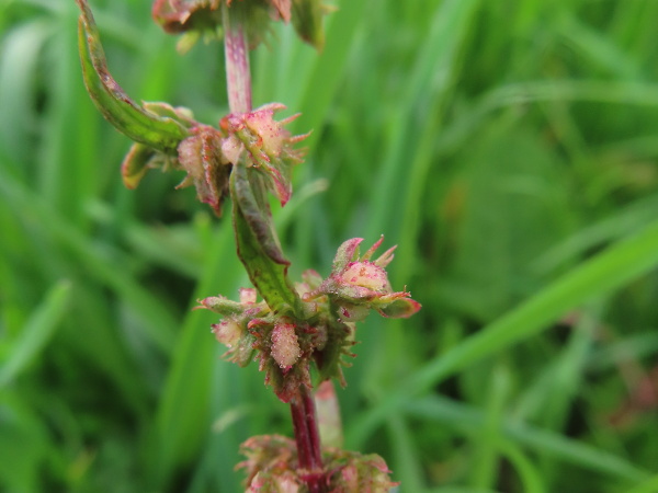 fiddle dock / Rumex pulcher: The fruits of _Rumex pulcher_ have toothed tepals, 1 of which has a large tubercle with a rough, tuberculate surface.