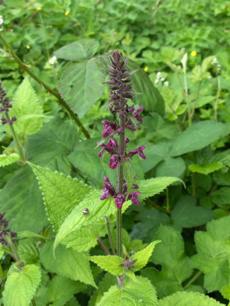 hedge woundwort / Stachys sylvatica: _Stachys sylvatica_ grows in woods, hedgerows and river-banks throughout the British Isles.