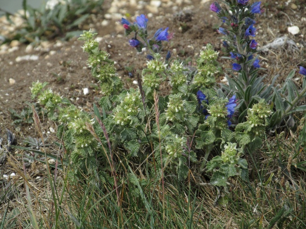 white horehound / Marrubium vulgare