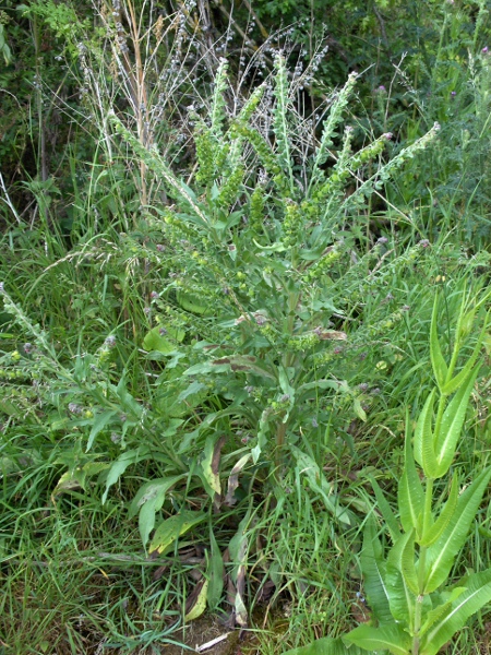 hound’s-tongue / Cynoglossum officinale