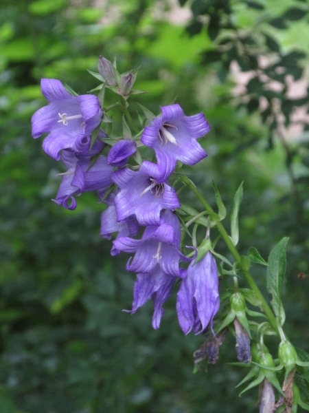 giant bellflower / Campanula latifolia