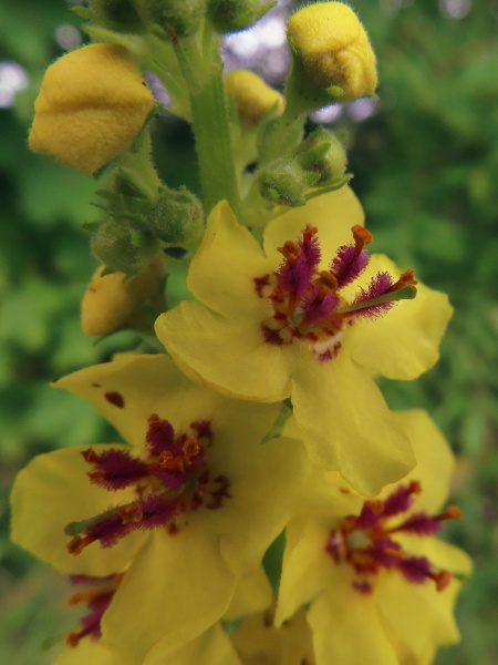 dark mullein / Verbascum nigrum: The flowers of _Verbascum nigrum_ are typically yellow, borne in groups of 2 or more, with all 5 anthers reniform and bearing purple hairs.