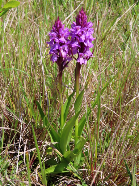 southern marsh orchid / Dactylorhiza praetermissa: _Dactylorhiza praetermissa_ is a southern species, found in England and Wales, but replaced further north and west by _Dactylorhiza purpurella_.