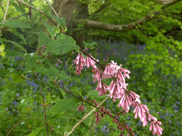 lilac / Syringa vulgaris