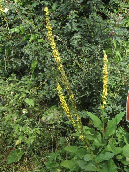 dark mullein / Verbascum nigrum