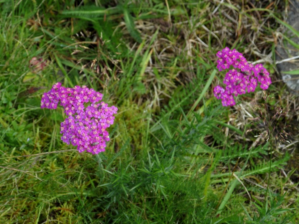 yarrow / Achillea millefolium: _Achillea millefolium_ often has slightly pink-coloured inflorescences, but rarely as deep a colour as this.