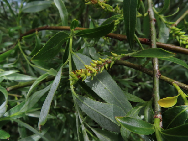 white willow / Salix alba: The leaves of _Salix alba_ have a dense covering of silvery-white hairs, at least below.