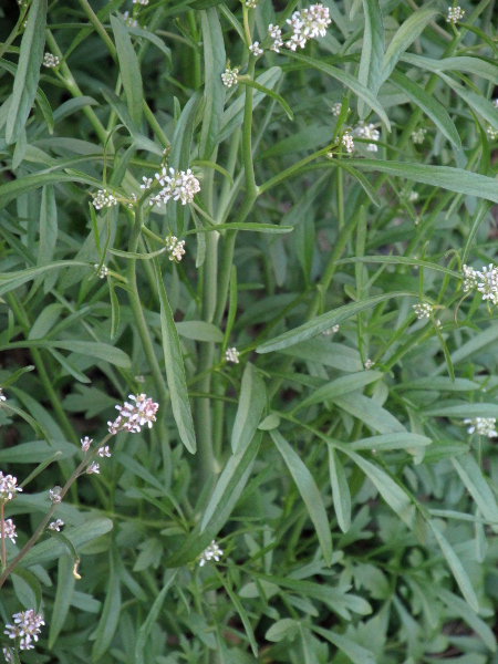 narrow-leaved pepperwort / Lepidium ruderale: _Lepidium ruderale_ has pinnately divided lower leaves but simple upper leaves.