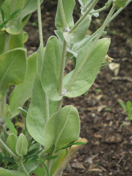 rose campion / Silene coronaria: Leaves