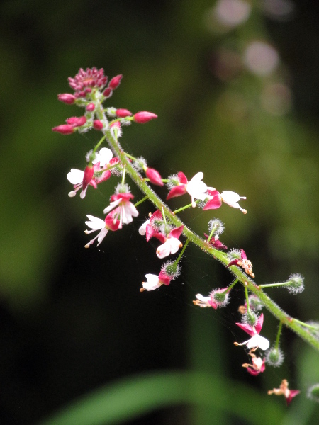 enchanter’s nightshade / Circaea lutetiana