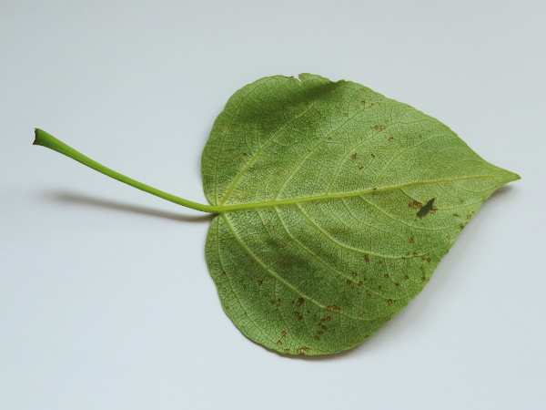 hybrid balsam-poplar / Populus × hastata