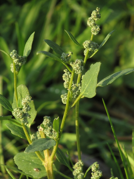 fat-hen / Chenopodium album